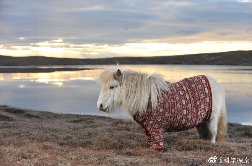 这是古老的设得兰矮种马(Shetland Pony),肥厚强壮,四肢短小