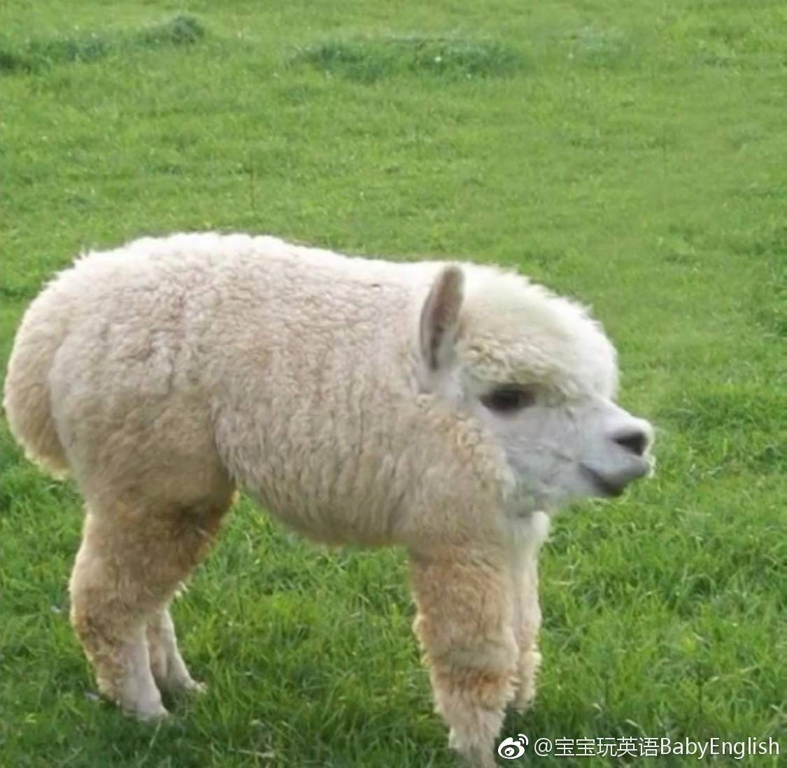 如果动物没有脖子?长颈鹿变成了短颈鹿