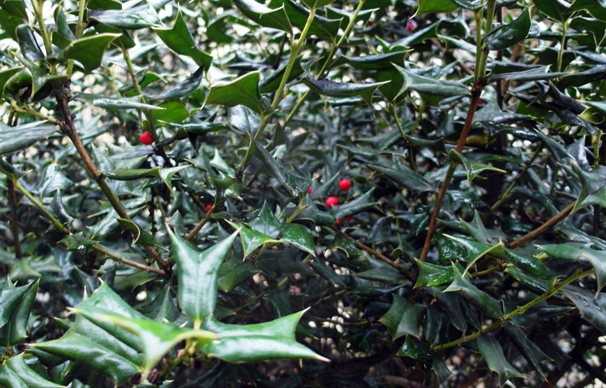 农村这种树被称为鸟不落之前当成柴火用如今一株卖上千元