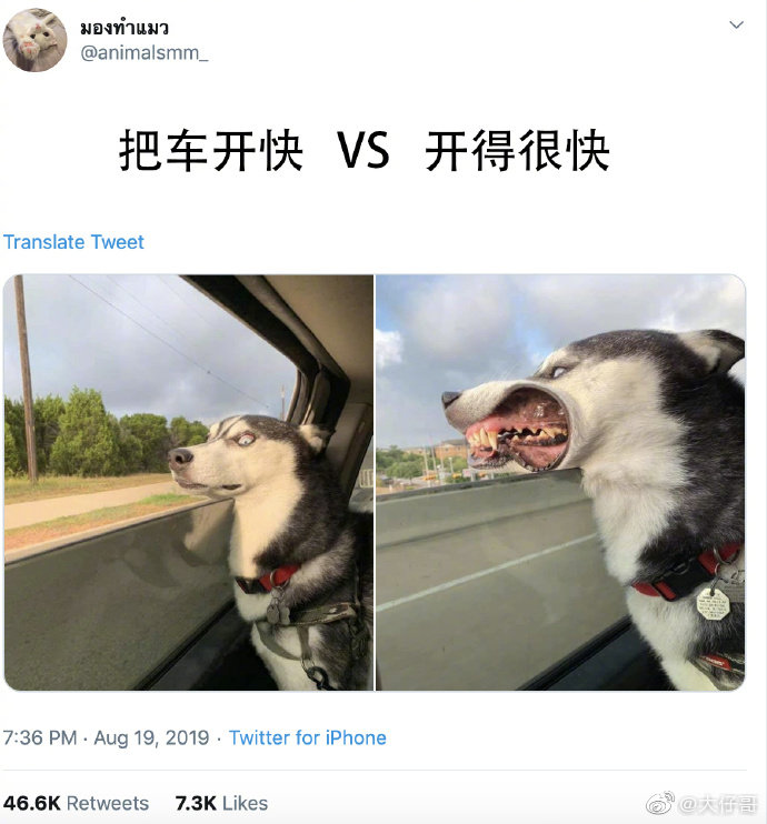 二哈速度八十迈心情是自由自在