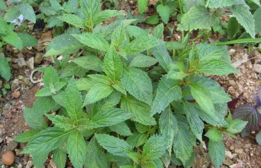 它在野外到处都是,曾无人问津,现在被农人收割换钱,一斤3元