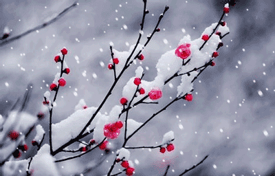 北方的雪已经下得很大了,南方的雪,却姗姗来迟,熙熙攘攘的街道