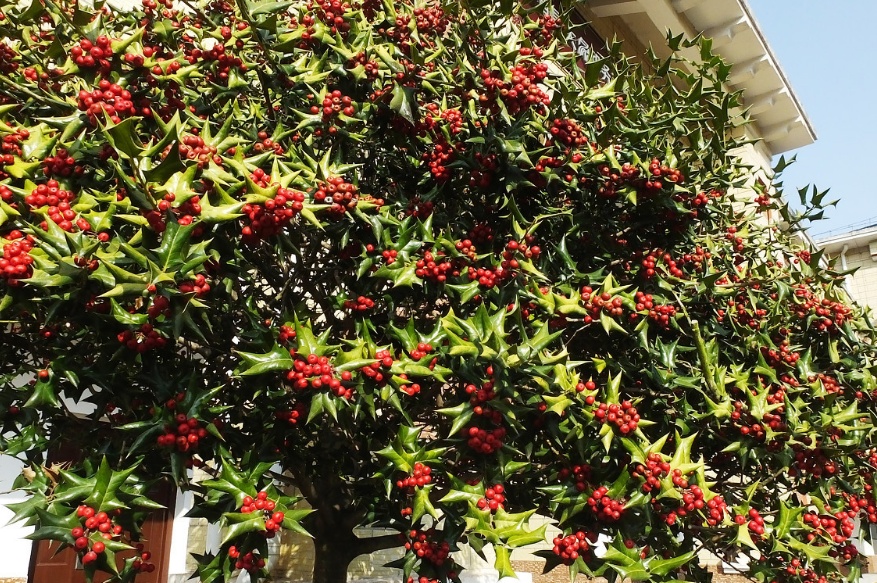 农村这种树被称为鸟不落之前当成柴火用如今一株卖上千元