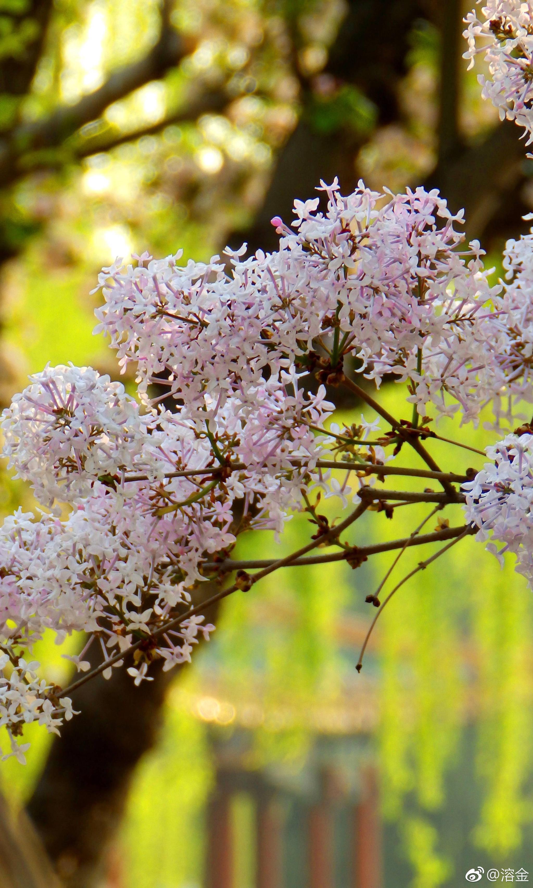 殷勤解却丁香结,纵放繁枝散诞春   陆龟蒙 摄影:@溶金