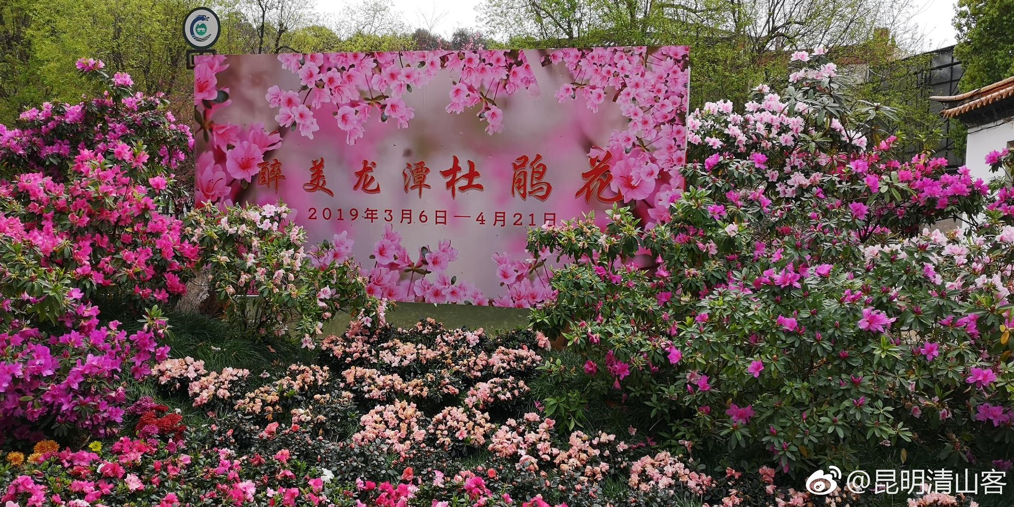 第十七届昆明杜鹃花节在黑龙潭公园开幕@中国图库冯飞燕 @中国图库tuk