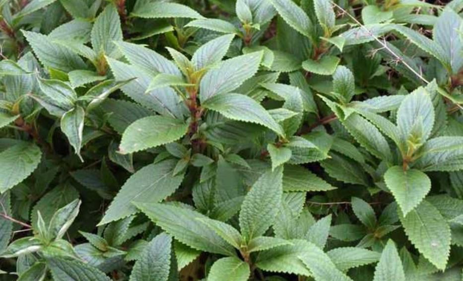 它在野外到处都是,曾无人问津,现在被农人收割换钱,一斤3元