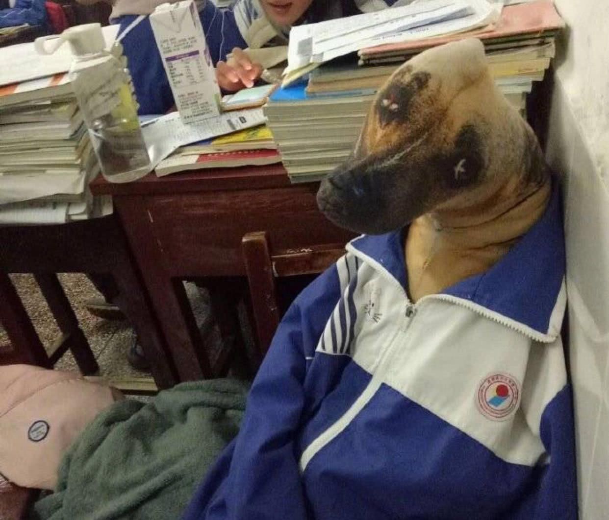 网友带"狗狗"去学校,老师刚要没收,走进一看:这学生太逗