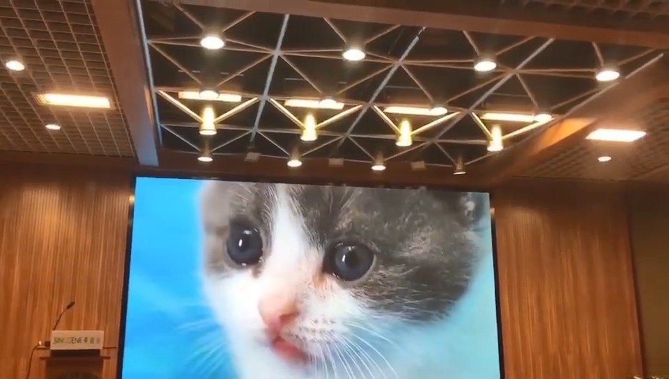 中国第一只成功克隆的猫"大蒜"平常节省的铲屎官花费25万复活小主子