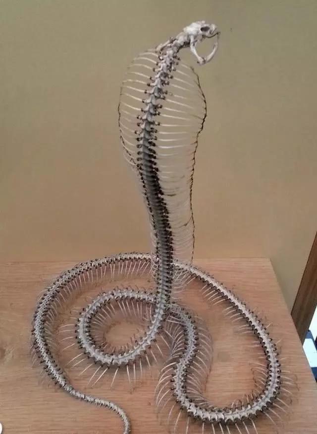 4,金鱼草种子,竟然和人类的头骨如此相似3,一只像木乃伊一样的变色龙2