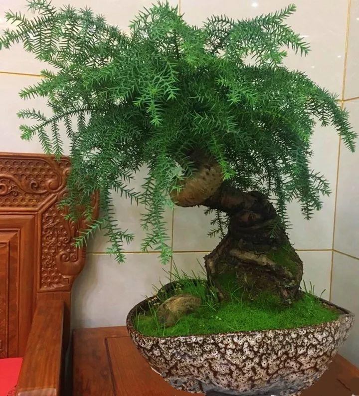 不老松的根茎很强健,一般采用盆景养护里的提根法,把根系裸露在土外面