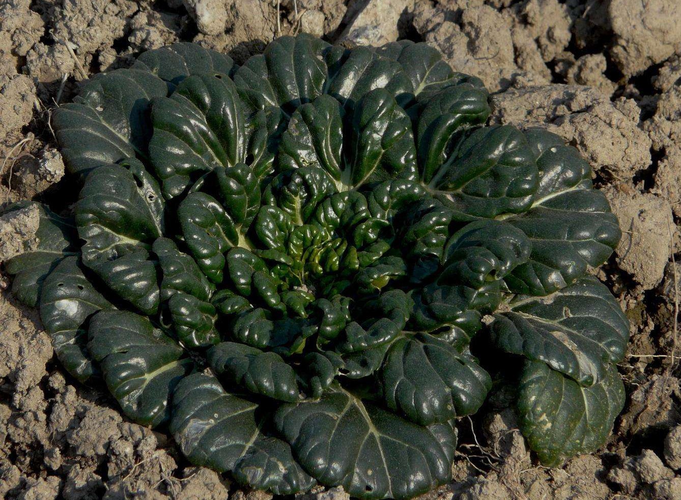 下雪后美味堪比羊肉,人称"维他命菜",常吃可抗癌|抗癌|维他命|塌菜