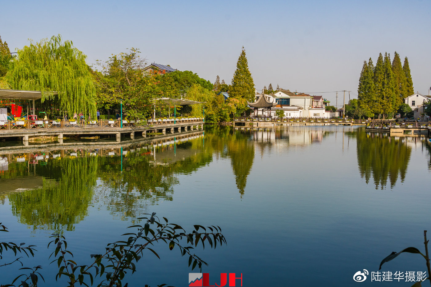 无锡山联村金黄色的菊花覆盖了原野快去赏菊