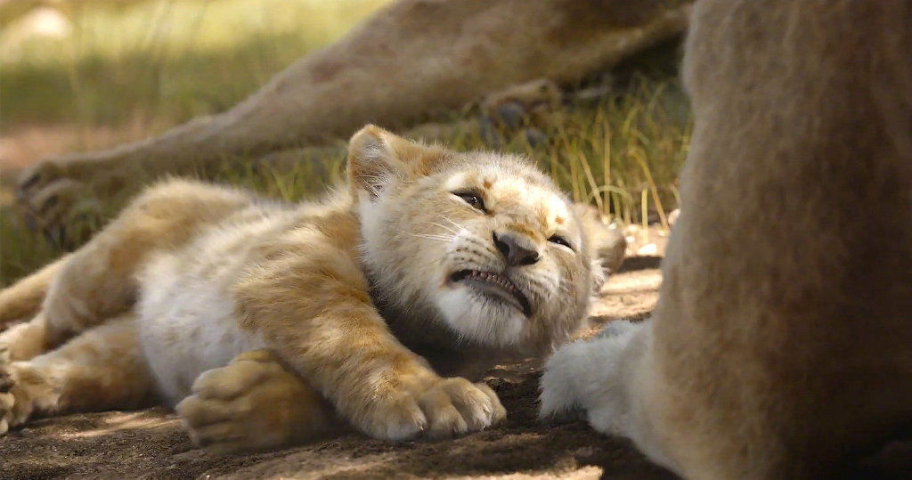 毛茸茸的小辛巴