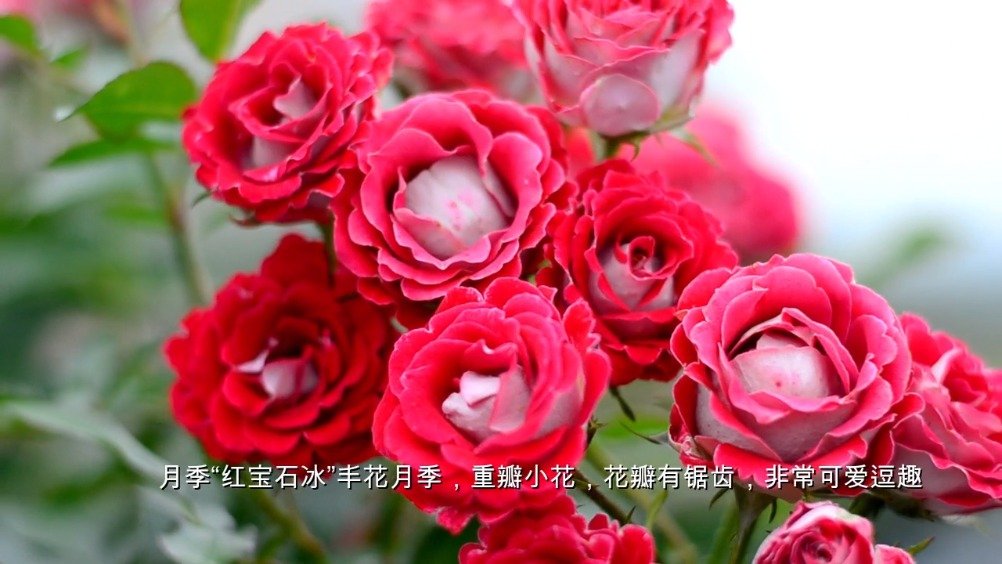 月季"红宝石冰"丰花月季,重瓣小花,花瓣有锯齿,非常可爱逗趣