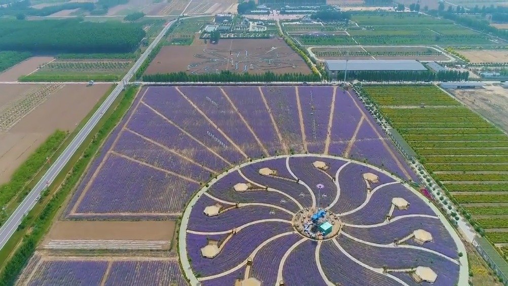 沧州河间丰尔庄园"千亩花海"!浸于花海,观赏,拍照