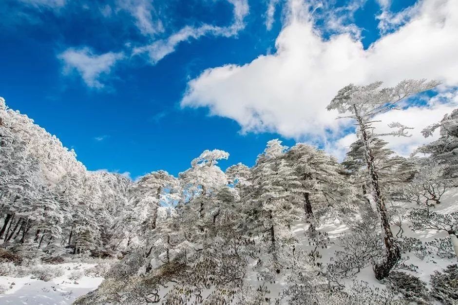 揭秘：大理常说的“下关风，上关花，苍山雪，洱海月”是什么？|上关花|下关风|苍山雪_新浪新闻
