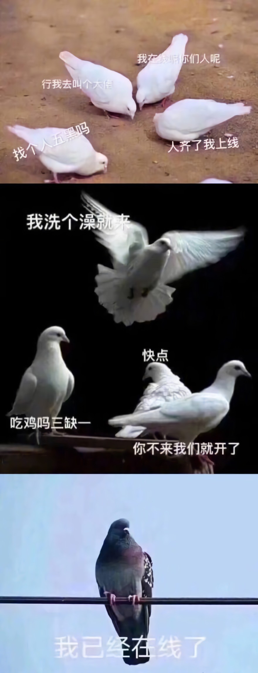 那些被放鸽子的经历