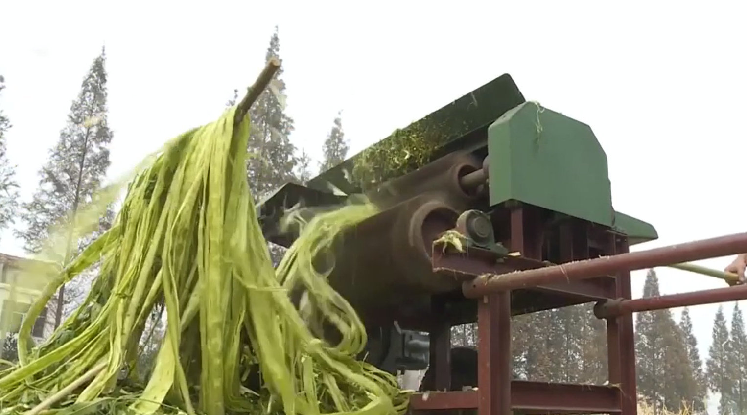 今天才知道,这样剥麻是真简单!不用手剥,1小时就能剥2亩地