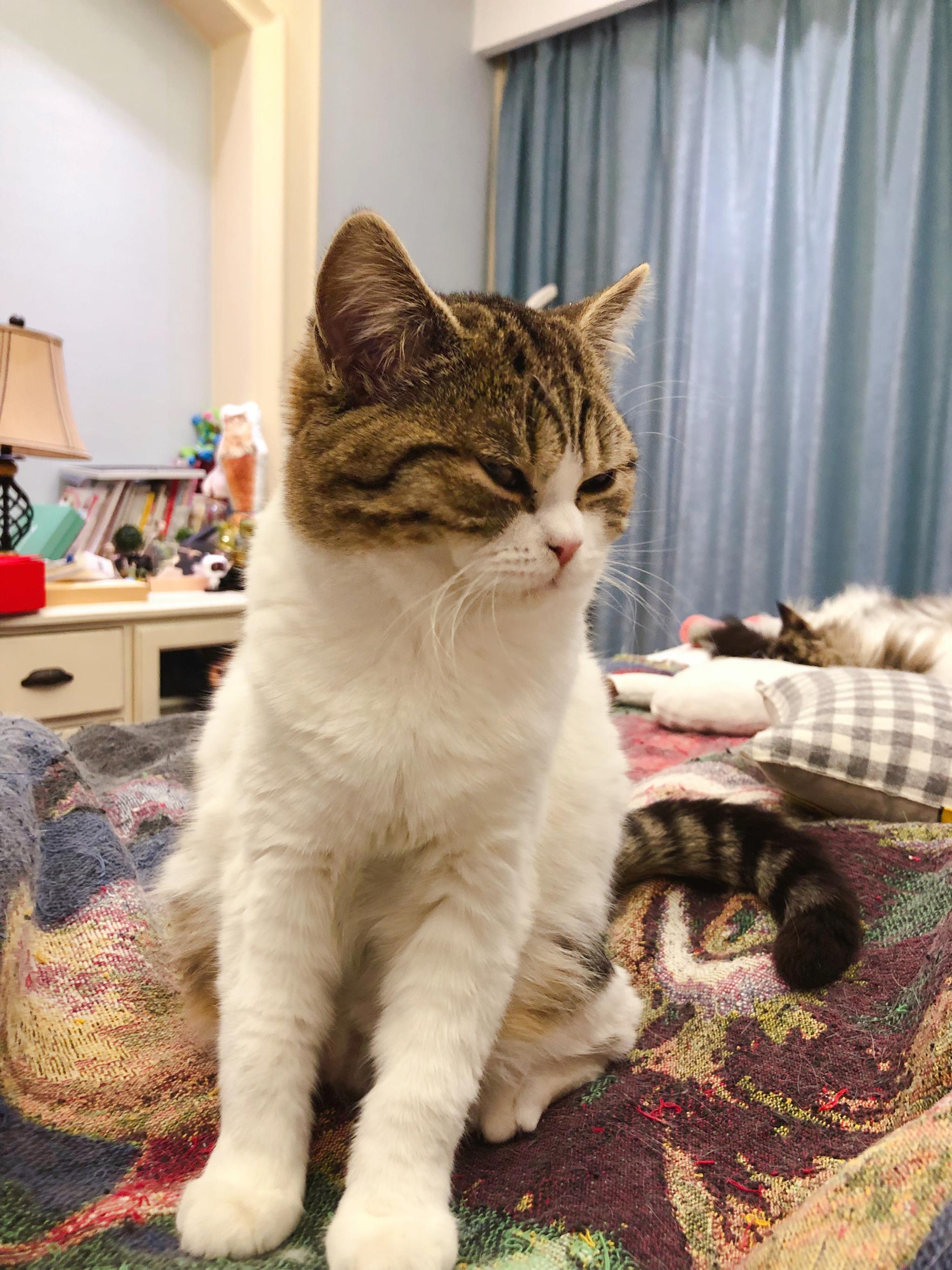 李喜猫