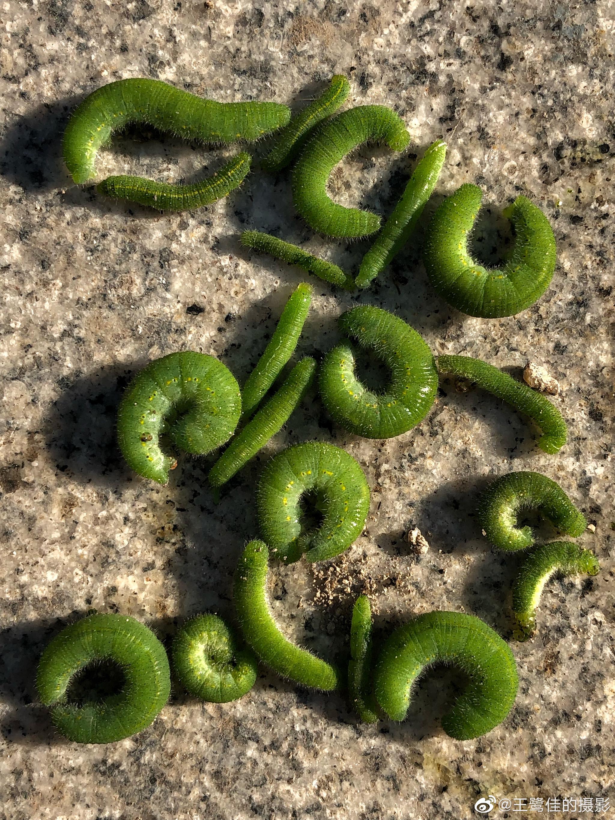 今天清晨我从青菜地里抓到的菜靑虫