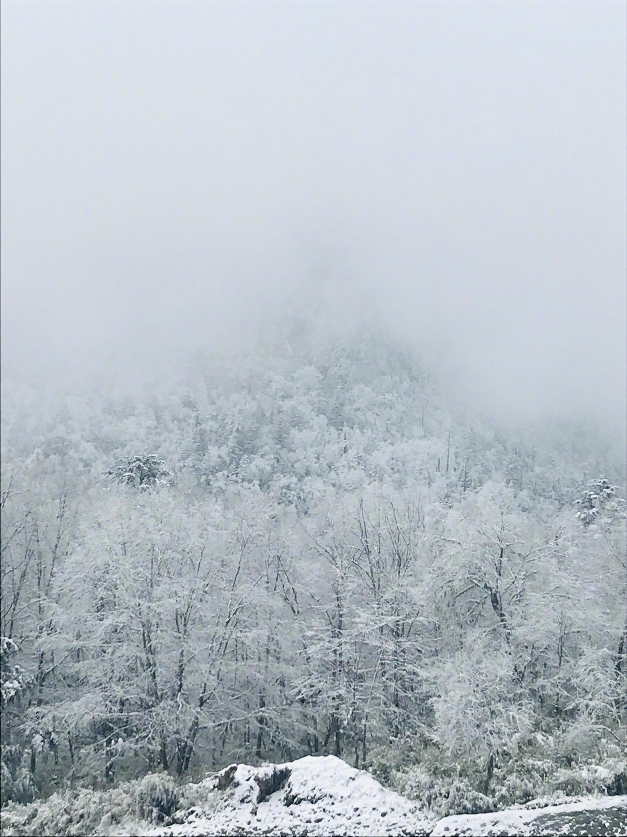 在寒冷的季节里 如果想看雪海冰天 可以去北方 想看如春绿意 高清图集 新浪网