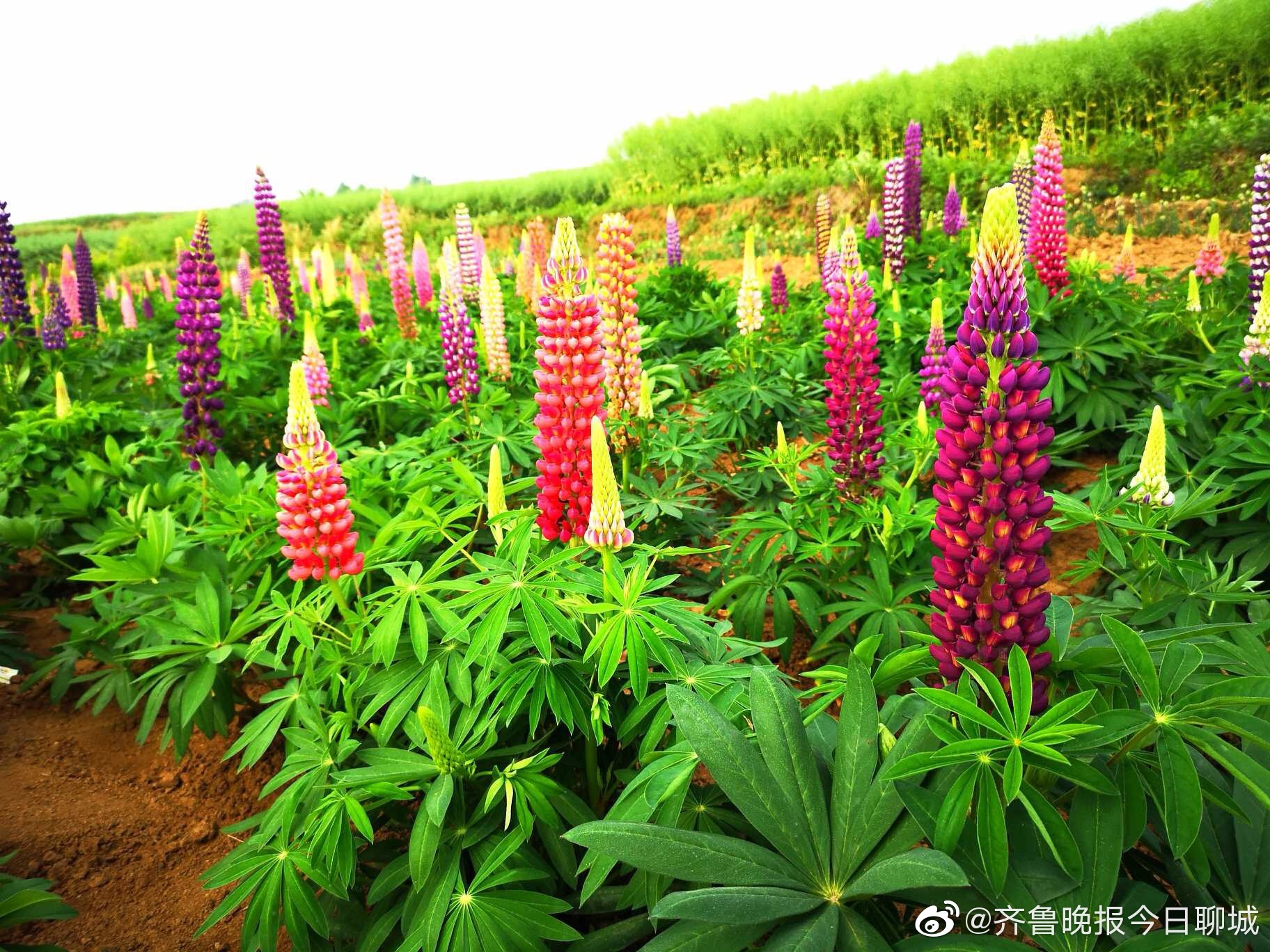 鲁冰花是什么花 ,你见过吗