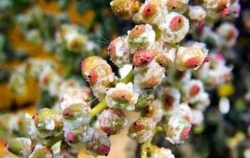 农村这种长得有点像漆树的植物,果实像石头能挤出盐|漆树|五倍子