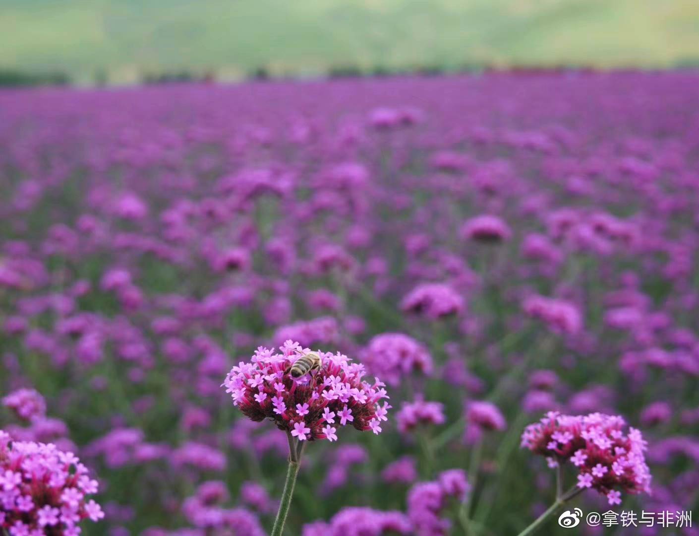 紫色梦幻般的薰衣草