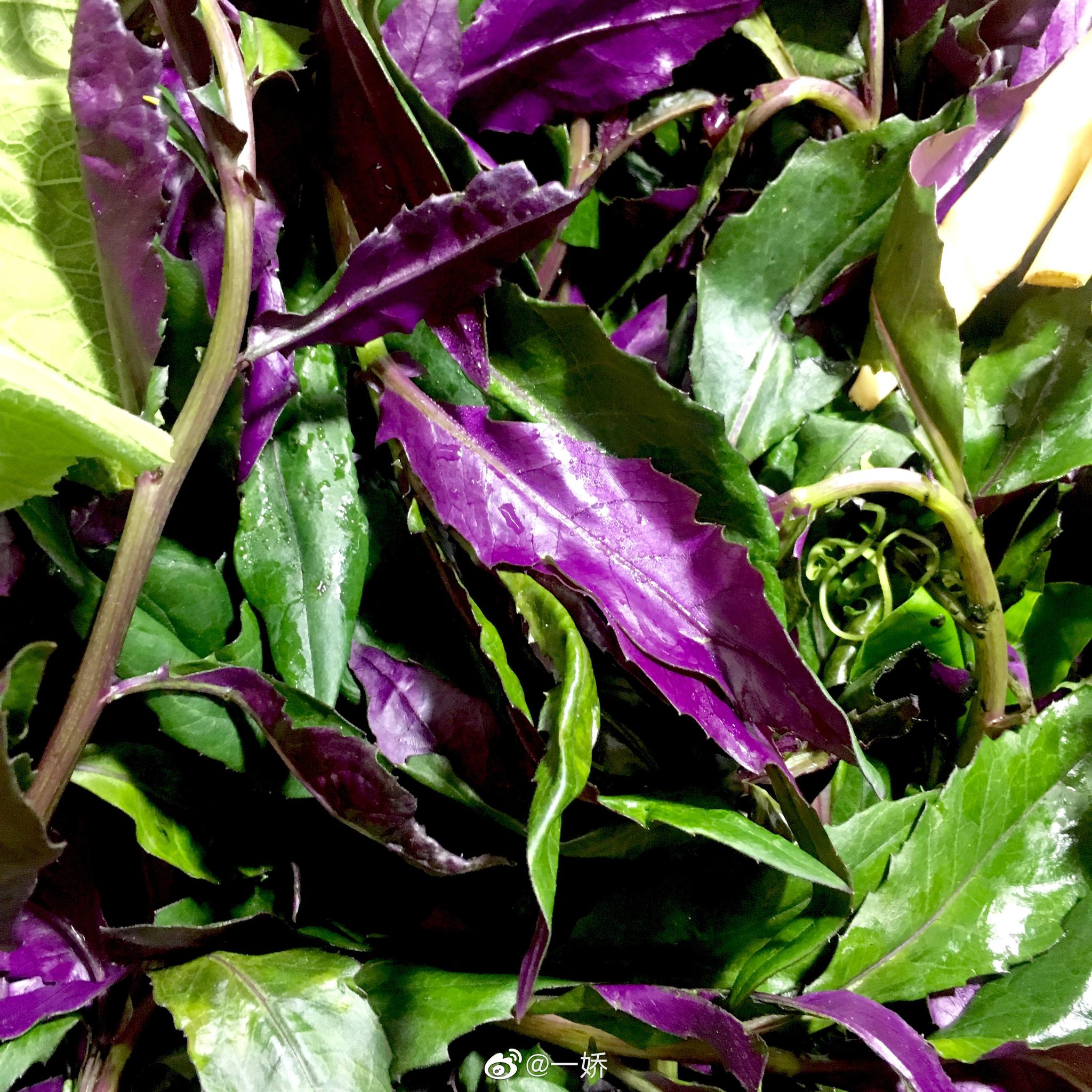 午休逛菜市场,青草铺满满当当的广东凉茶,野菜也齐活|齐活|竹叶菜