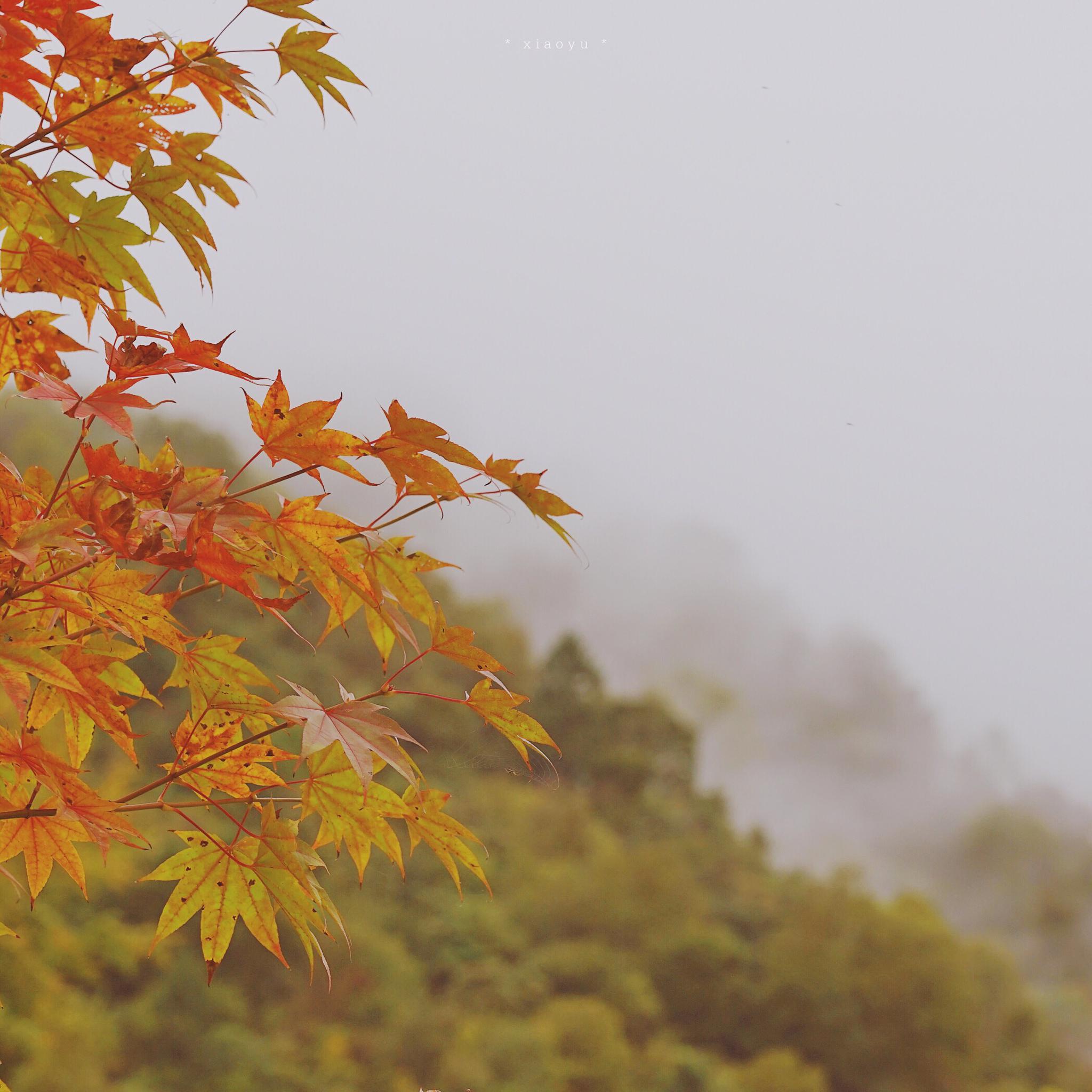 早秋by@金小鱼_r