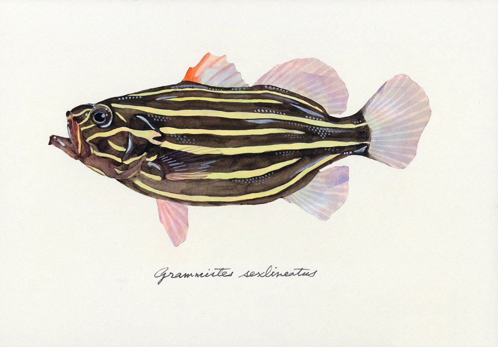 来自日本艺术家 yusei nagashima 笔下的鱼