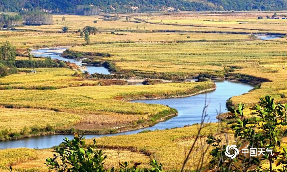 黑龙江五常：水稻王国遍地披“金甲” 农户喜丰收|水稻|王国|丰收|向阳镇|五常市_新浪新闻