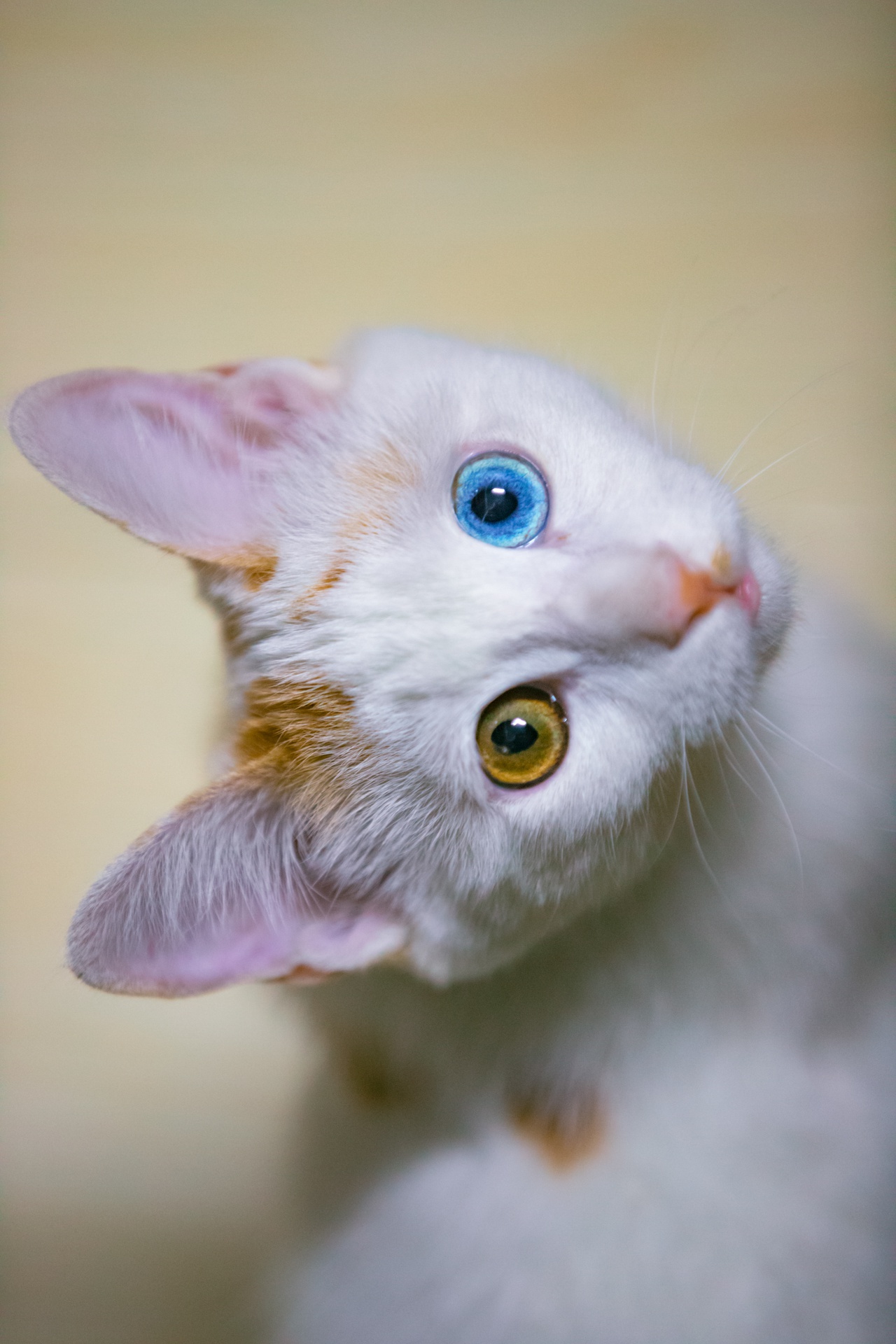 橘白旺财,狗狗一样的性格,却有着一双迷人的异瞳!