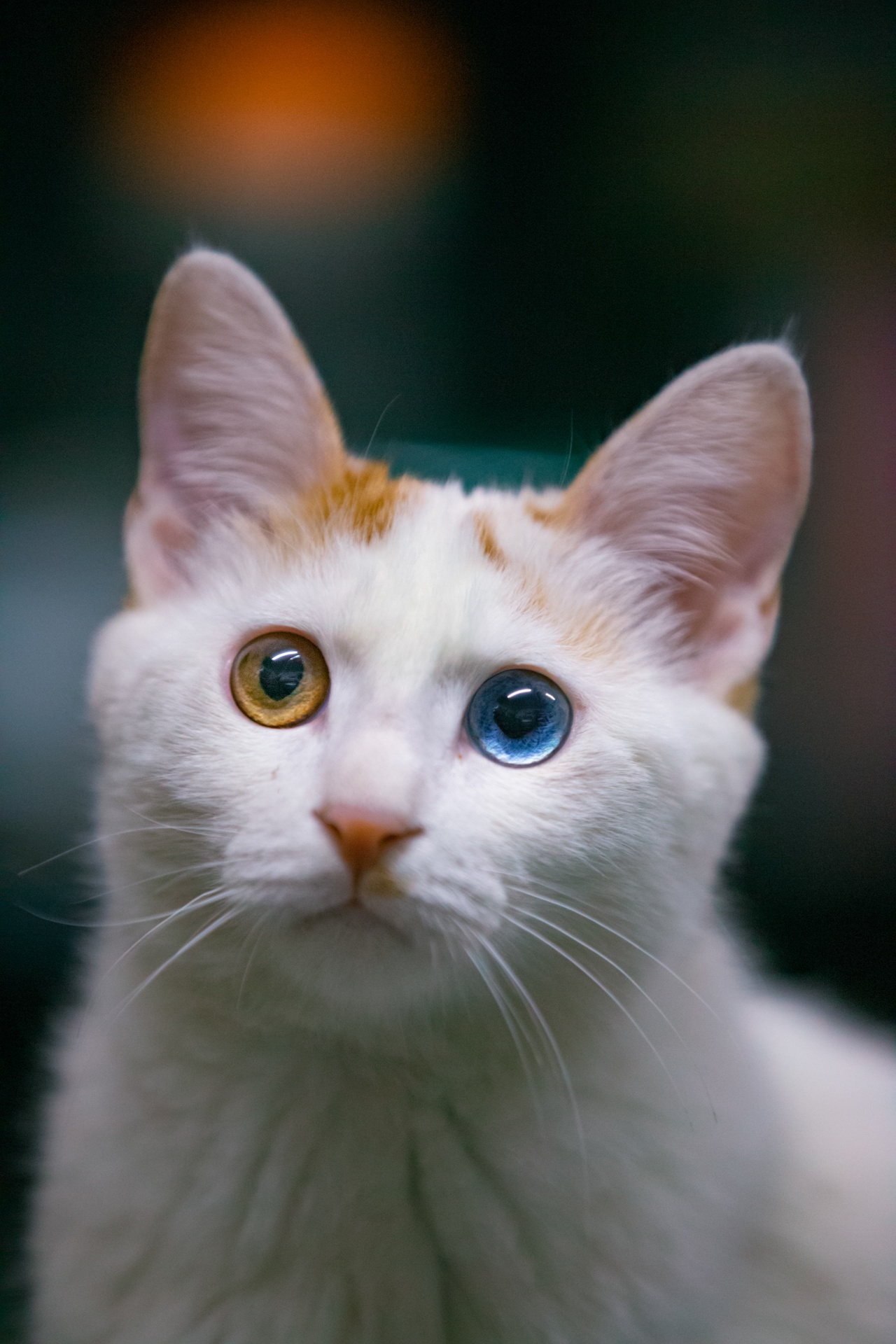 哇偶,这只异色瞳的猫猫也太令人惊艳了叭!