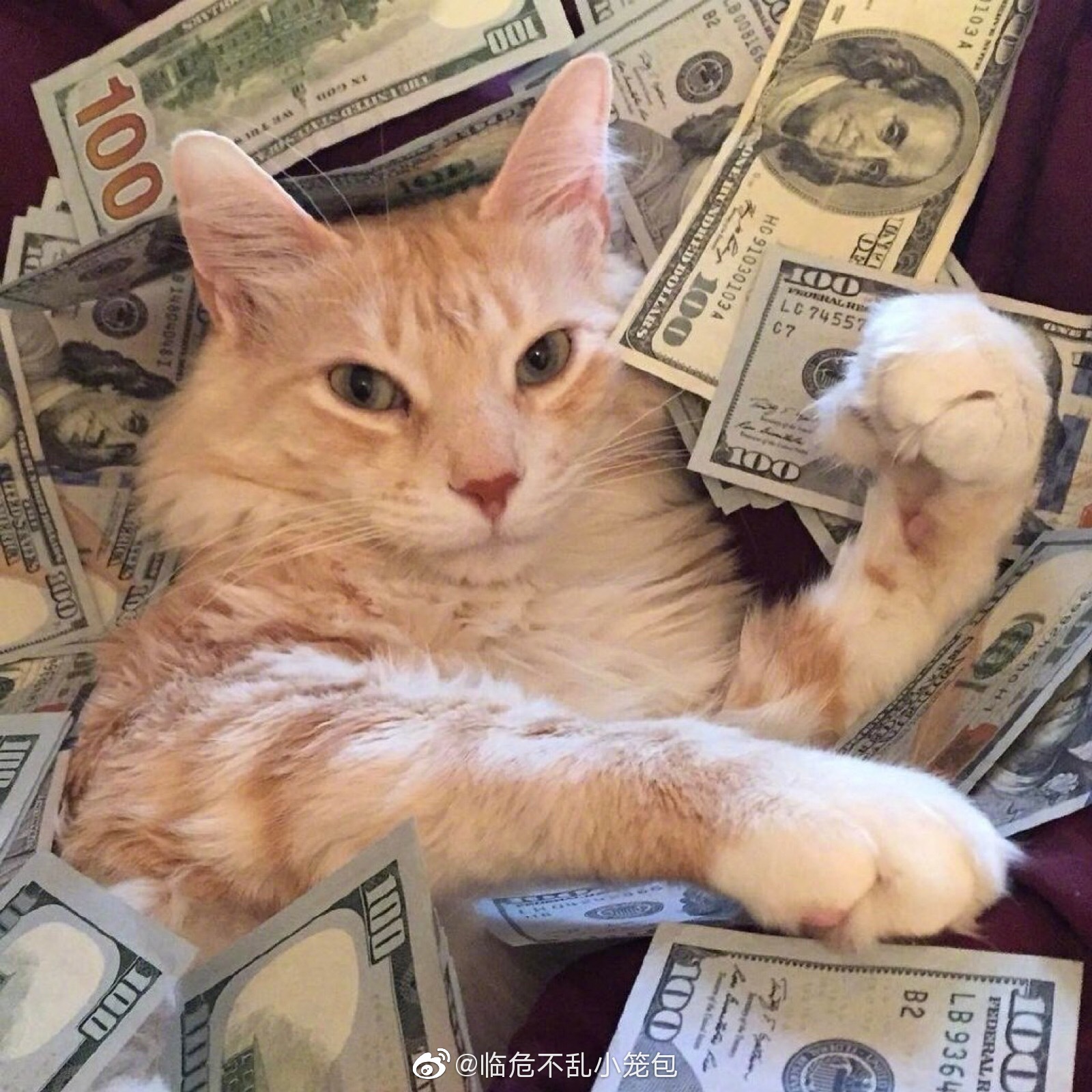 能让你原地发财的招财猫头像_高清图集_新浪网