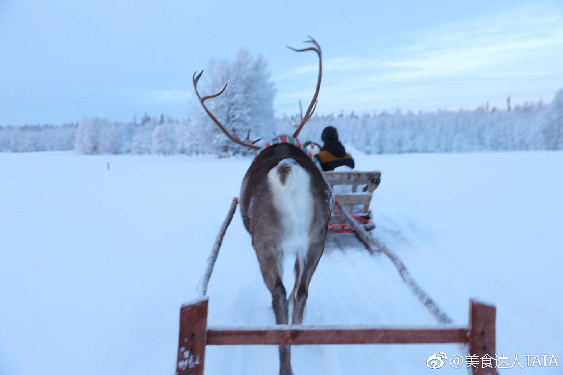 坐着圣诞老人的座驾—麋鹿,由拉鹿人拉着车,一路路过树林