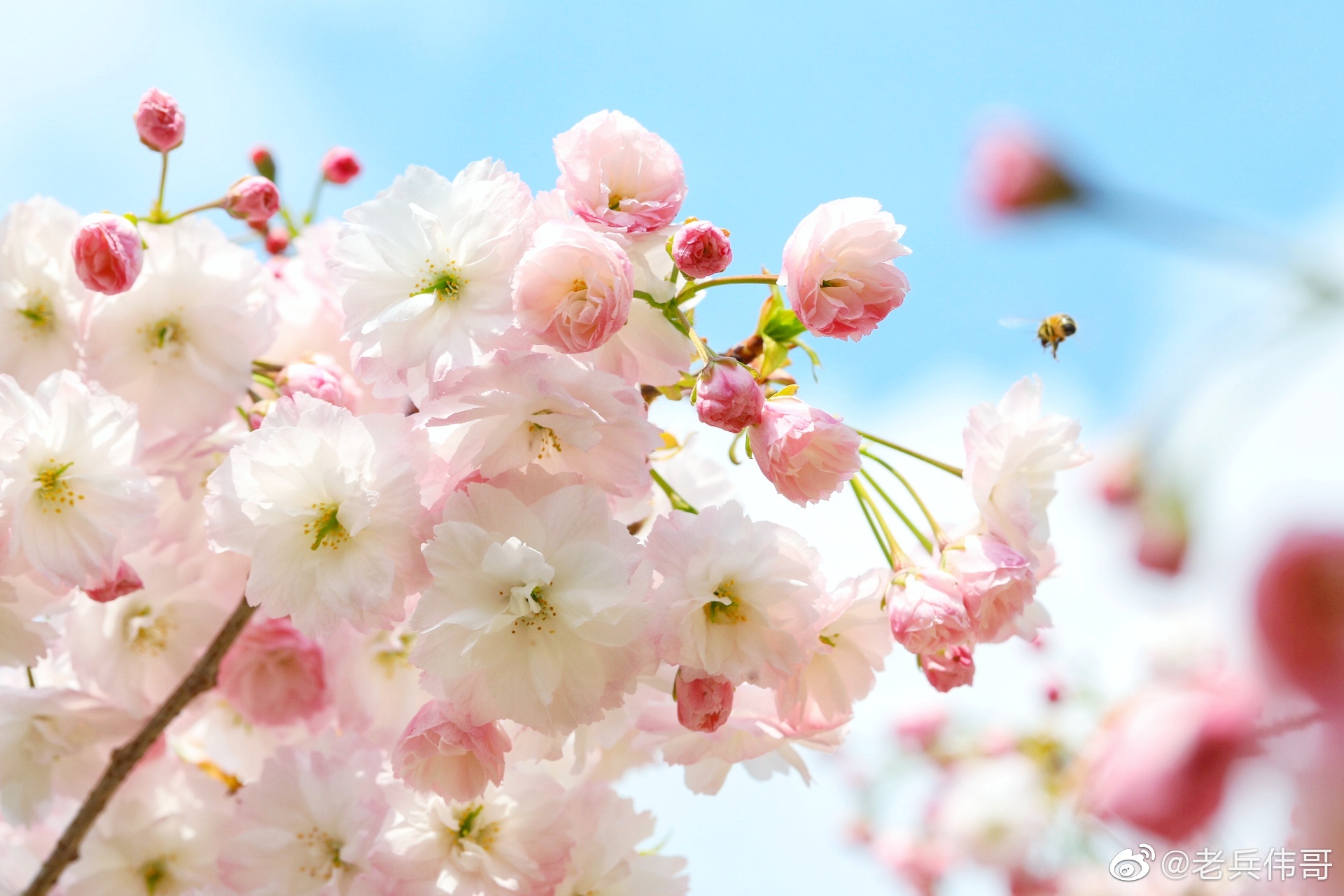 五一假期,正是旅顺口晚樱怒放之时——这是松月樱