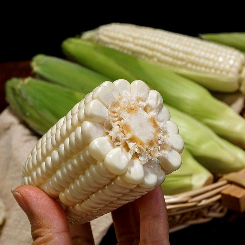可以生吃的水果玉米清甜脆嫩粒粒爆浆玉米品种千千万