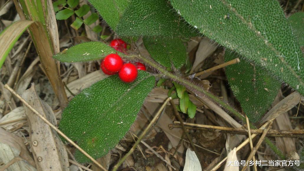 这种生长在山谷的植物结出红果, 不仅好吃还是民间珍稀草药之一