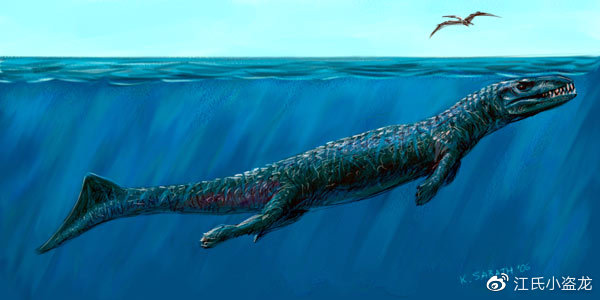 鳄鱼的标准外形就是长有扁平的脑袋,粗壮的身体,身后有一条细长的尾巴