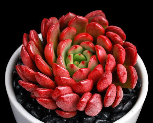 多肉红宝石夏季怎么养教你3个小妙招养出最红润璀璨的红宝石