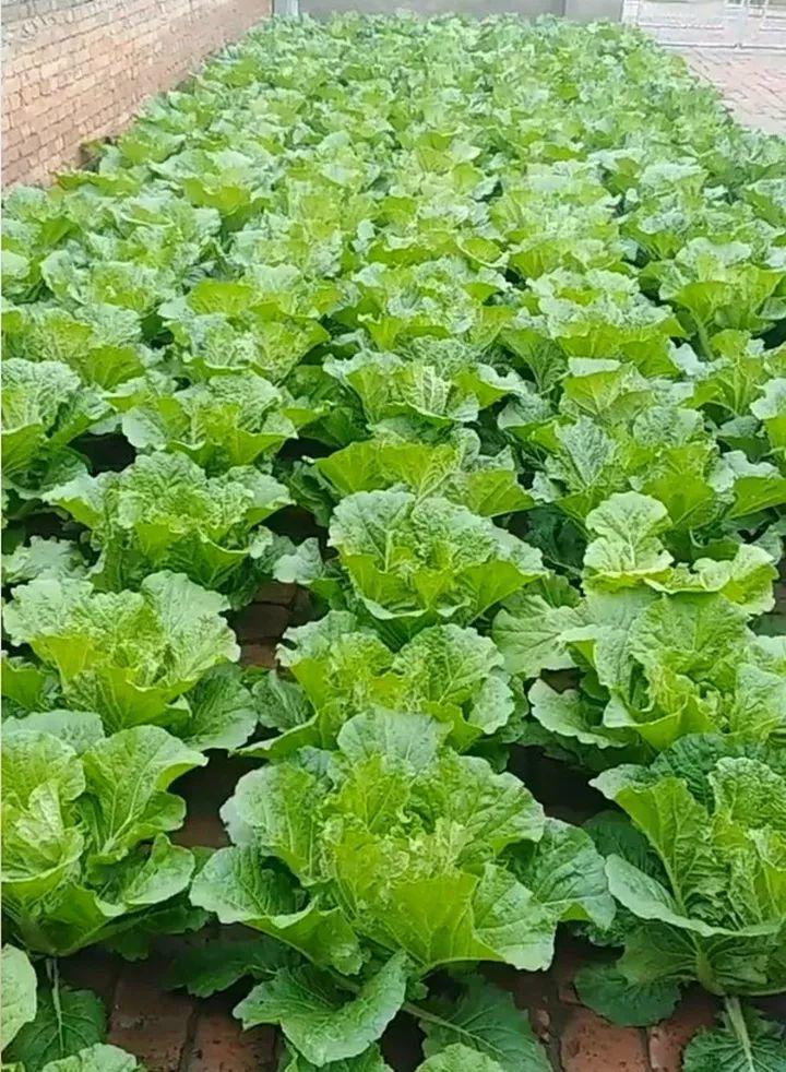 东北大姐在砖缝里种白菜,掰完一个还有一堆,年年大丰收!
