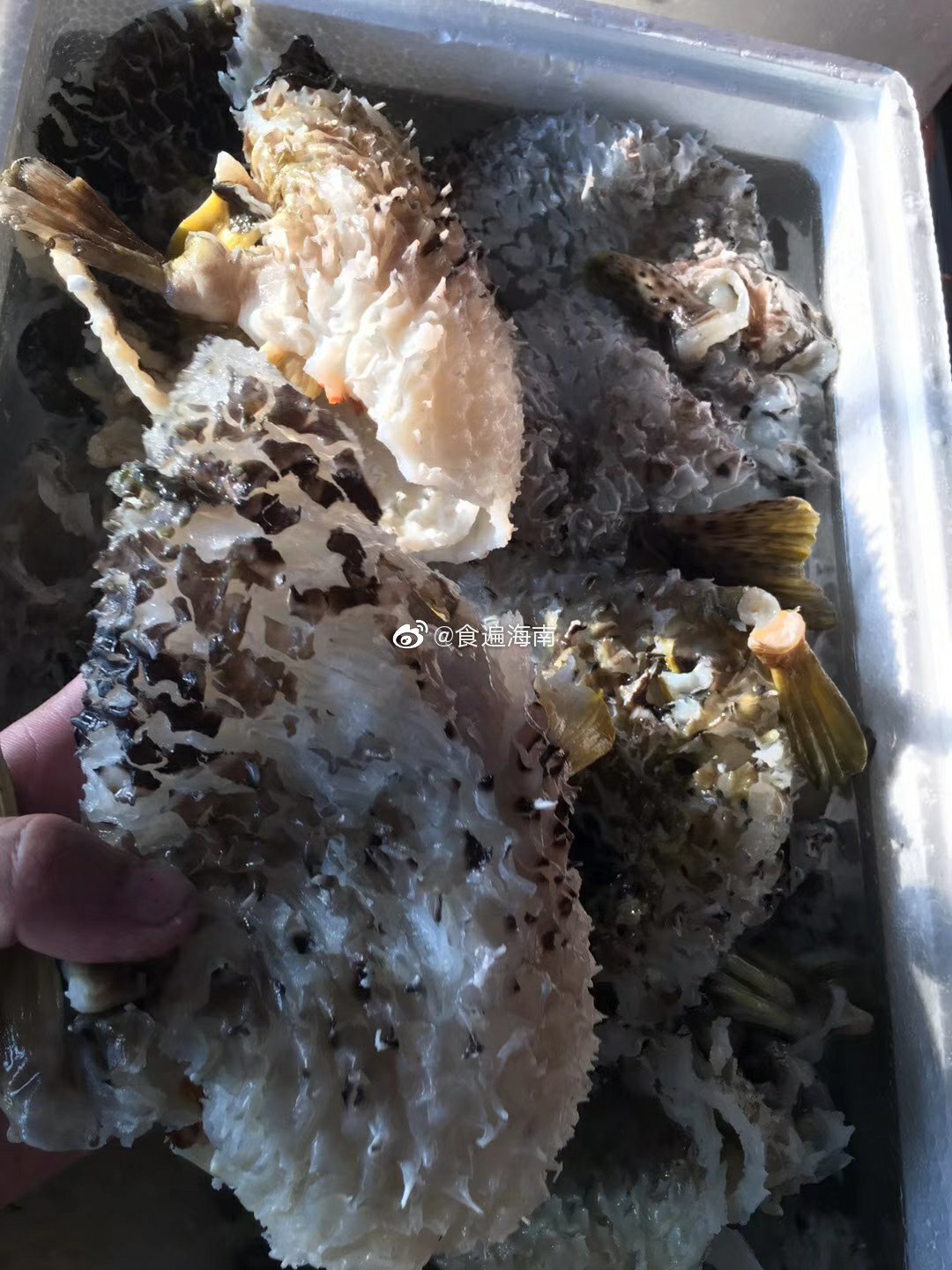 刺豚鱼皮鱼皮类中含胶原蛋白最好的鱼皮真空打包速冻