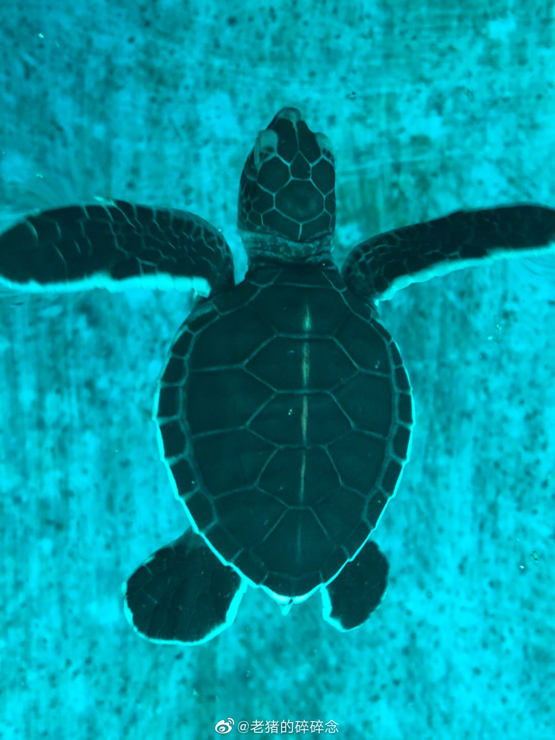 极度罕见！体验巡护海龟，南都记者探访全球重要的海龟产卵保护地__凤凰网