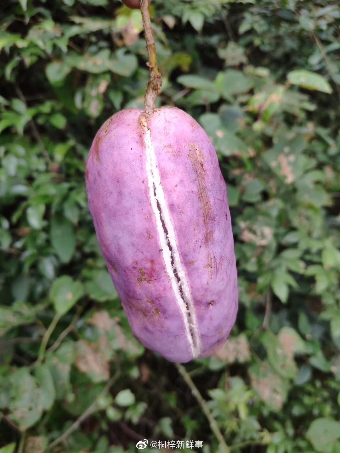 "八月瓜,九月乍,十月摘来框娃娃!