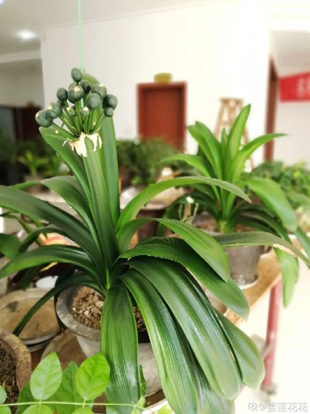 玉米棒子丢盆里,花吃了蹭蹭长,又省下肥料钱了!