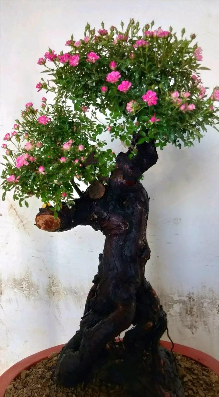 10块钱的月季他养两年转眼价格翻了几十倍