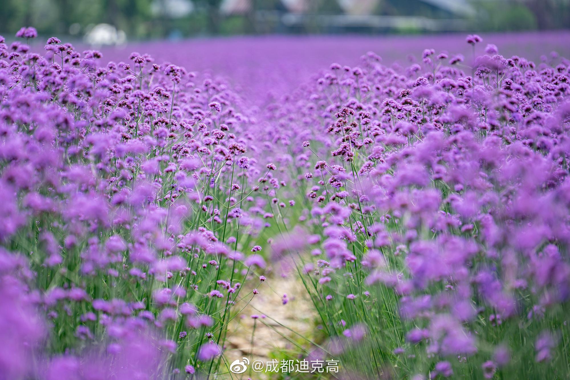 安仁薰衣草世界