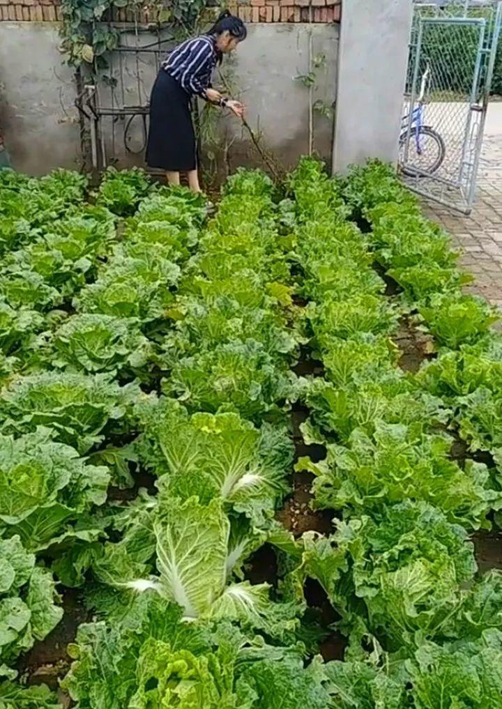 东北大姐在砖缝里种白菜,掰完一个还有一堆,年年大丰收!