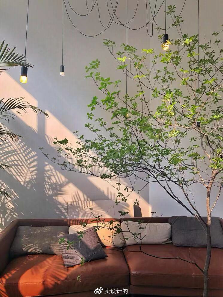 日本吊钟，植物中的爱马仕！用一枝吊钟给你一片诗意！